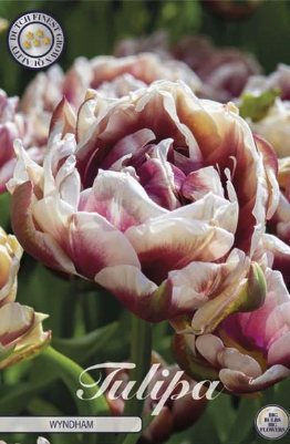 Tulp Double Late Wyndham x7