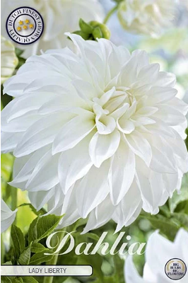 Dahlia Deco. Lady Liberty