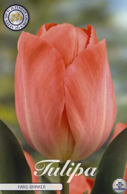 Tulp Hans Brinker x10